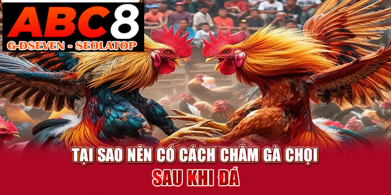 Tại sao nên có cách chăm gà chọi sau khi đá?