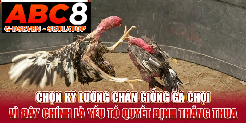 Chọn kỹ lưỡng chân giống gà chọi vì đây chính là yếu tố quyết định thắng thua